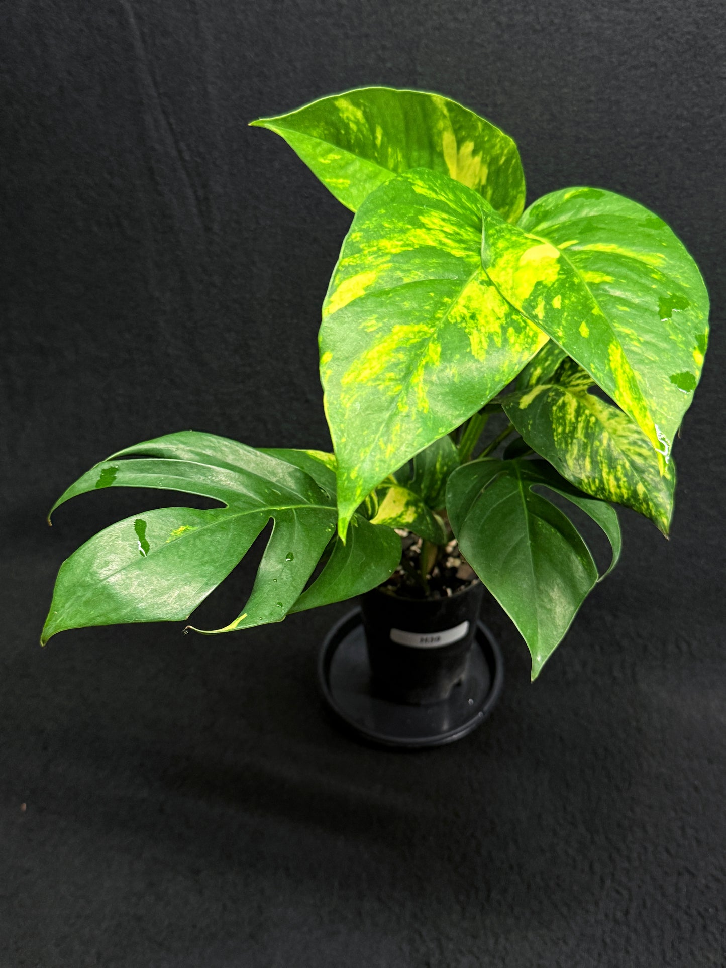 Epipremnum pinnatum Yellow Flame - Matured Form H39