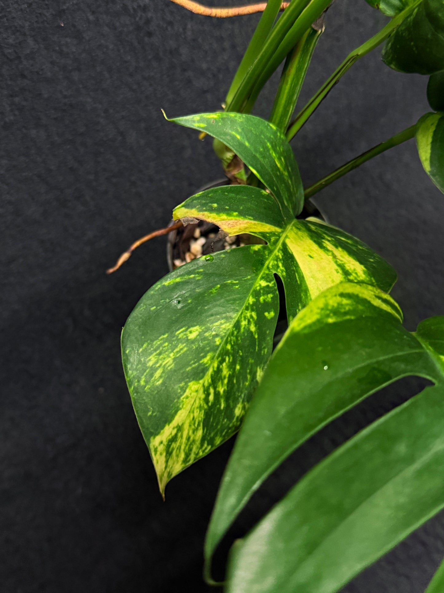 Epipremnum pinnatum Yellow Flame - Matured Form H39