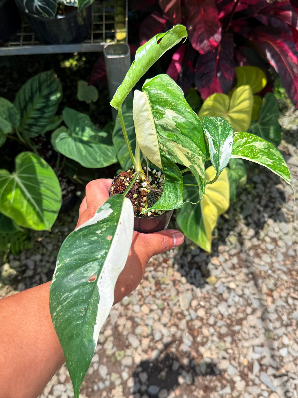 Epipremnum pinnatum 'Albo' U35