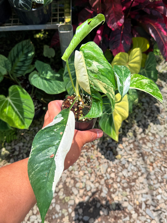 Epipremnum pinnatum 'Albo' U35