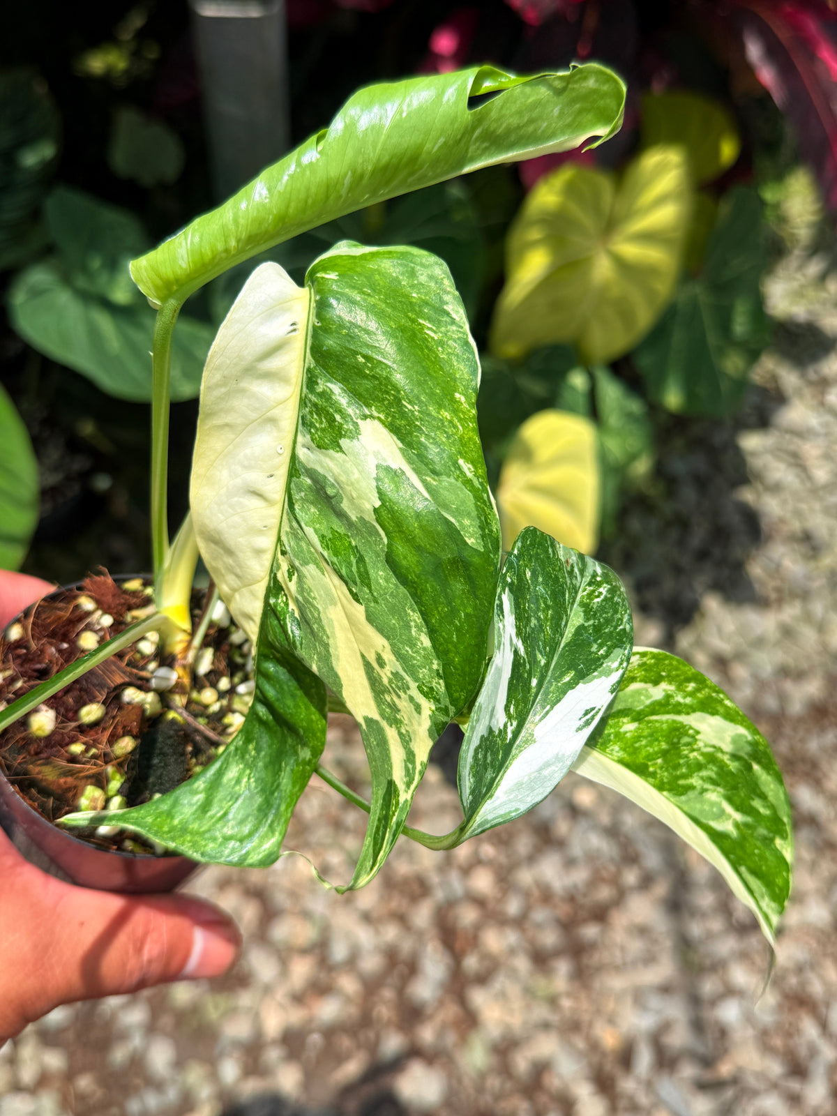 Epipremnum pinnatum 'Albo' U35