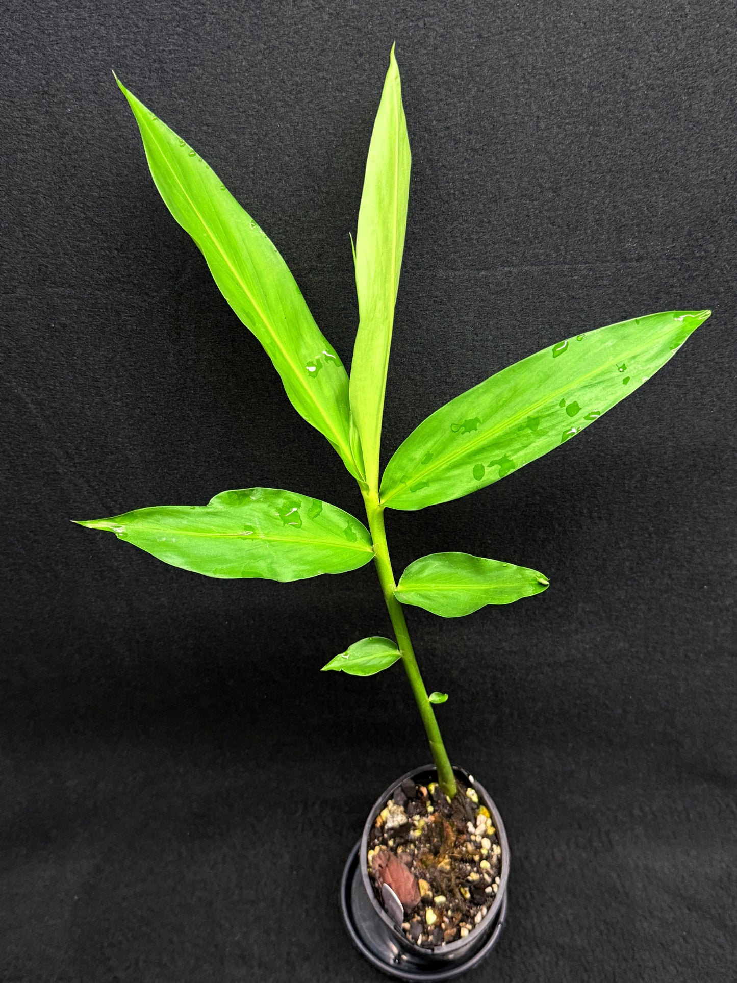 Zingiber spectabile 'Giant Chocolate Beehive' Ginger U83