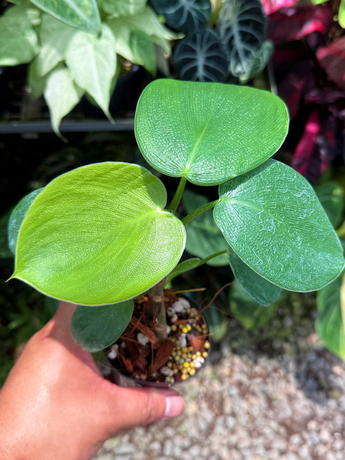 Philodendron rugosum aka  Pigskin Philodendron U11