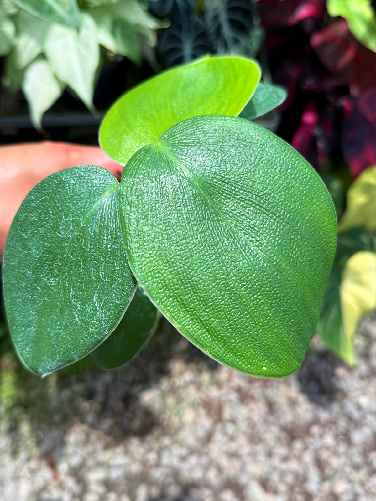 Philodendron rugosum aka  Pigskin Philodendron U11