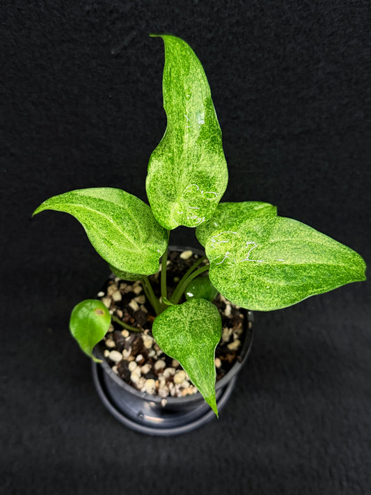 Alocasia Cucullata Mint Variegated (New Release) W16