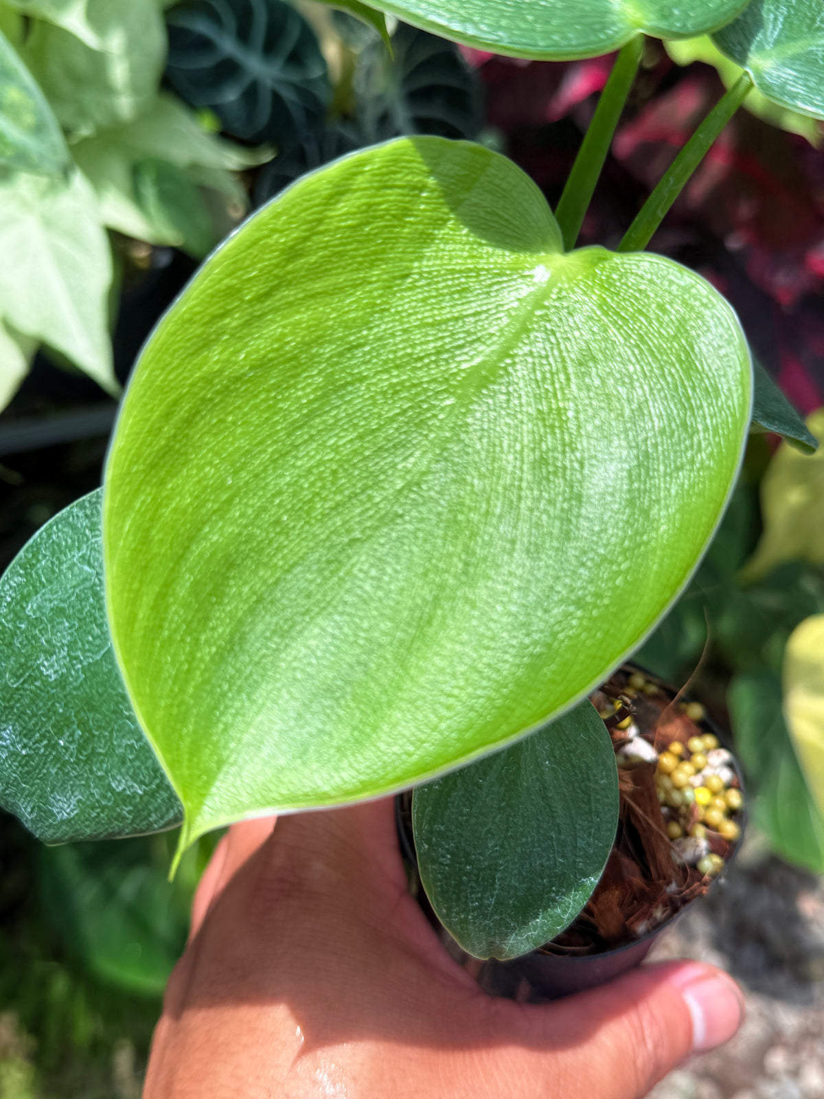 Philodendron rugosum aka  Pigskin Philodendron U11