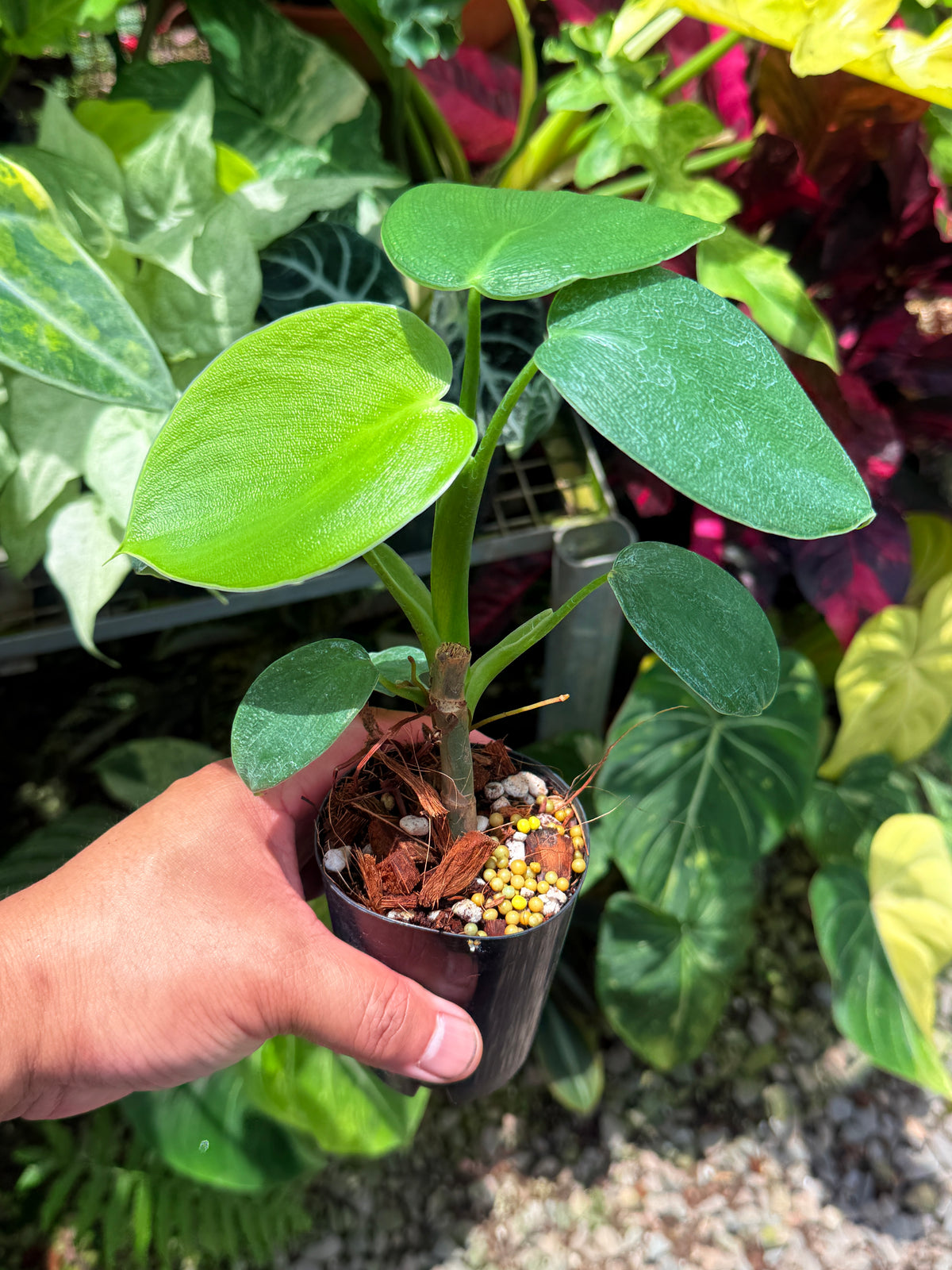 Philodendron rugosum aka  Pigskin Philodendron U11