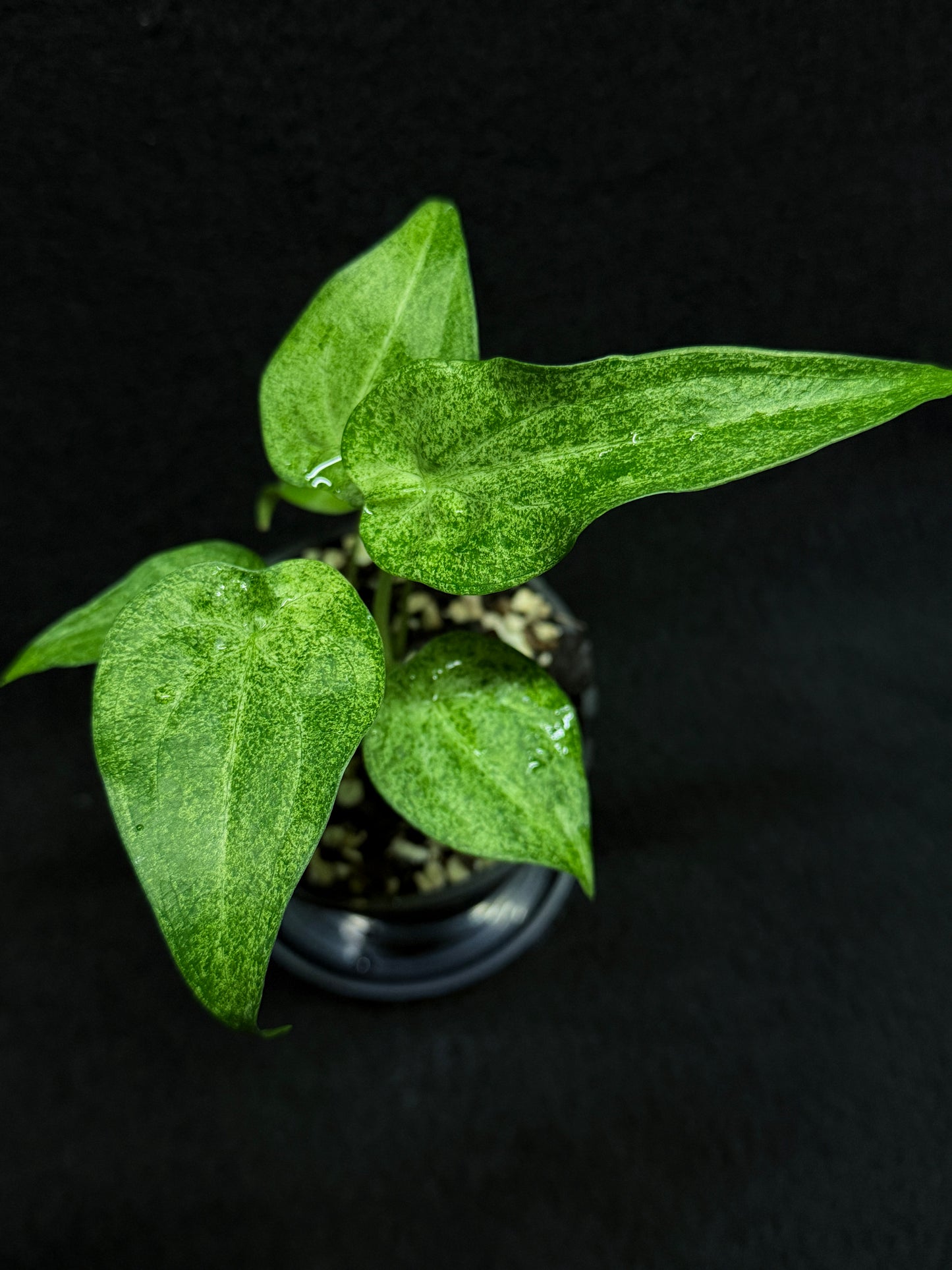 Alocasia Cucullata Mint Variegated (New Release) W16