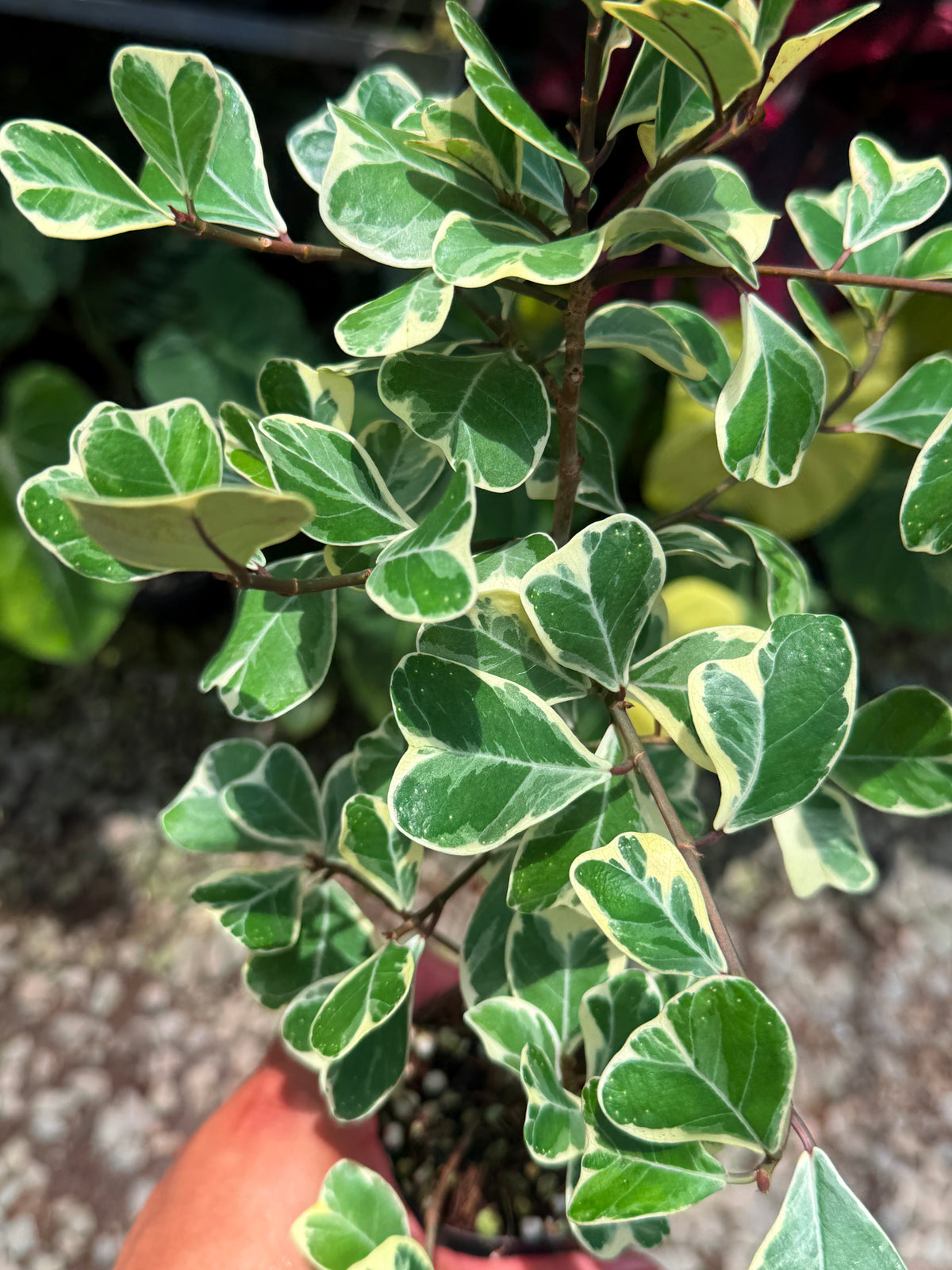 Ficus Triangularis Variegata 'Sweetheart Fig' T61