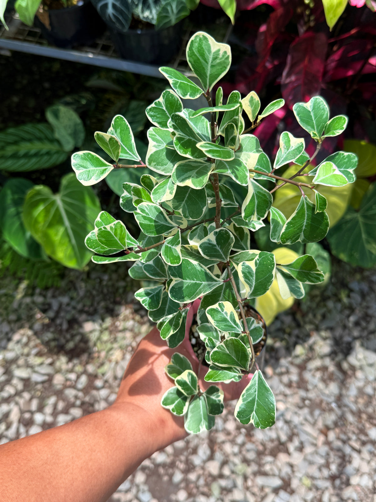 Ficus Triangularis Variegata 'Sweetheart Fig' T61