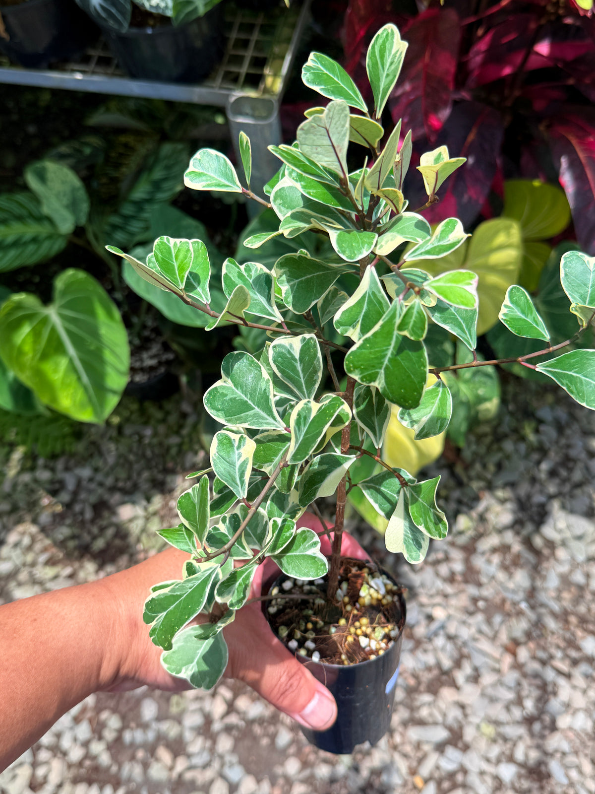 Ficus Triangularis Variegata 'Sweetheart Fig' T61