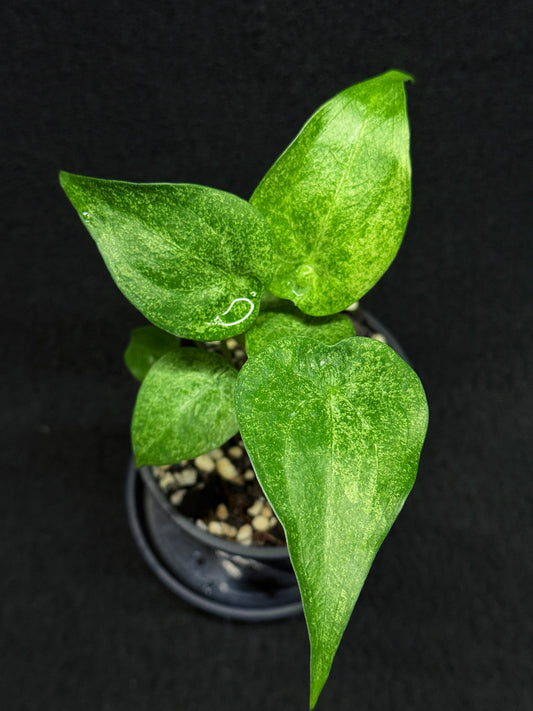 Alocasia Cucullata Mint Variegated (New Release) W15