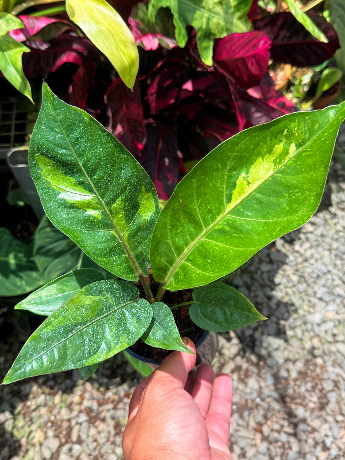 Anthurium Hookeri Variegata No.3 U25