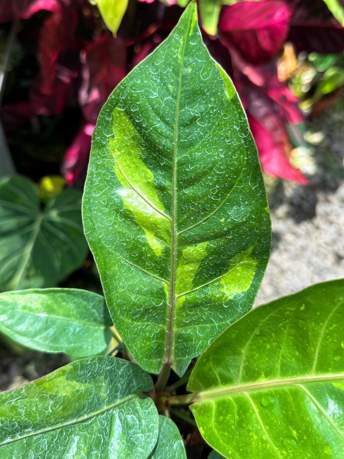 Anthurium Hookeri Variegata No.3 U25