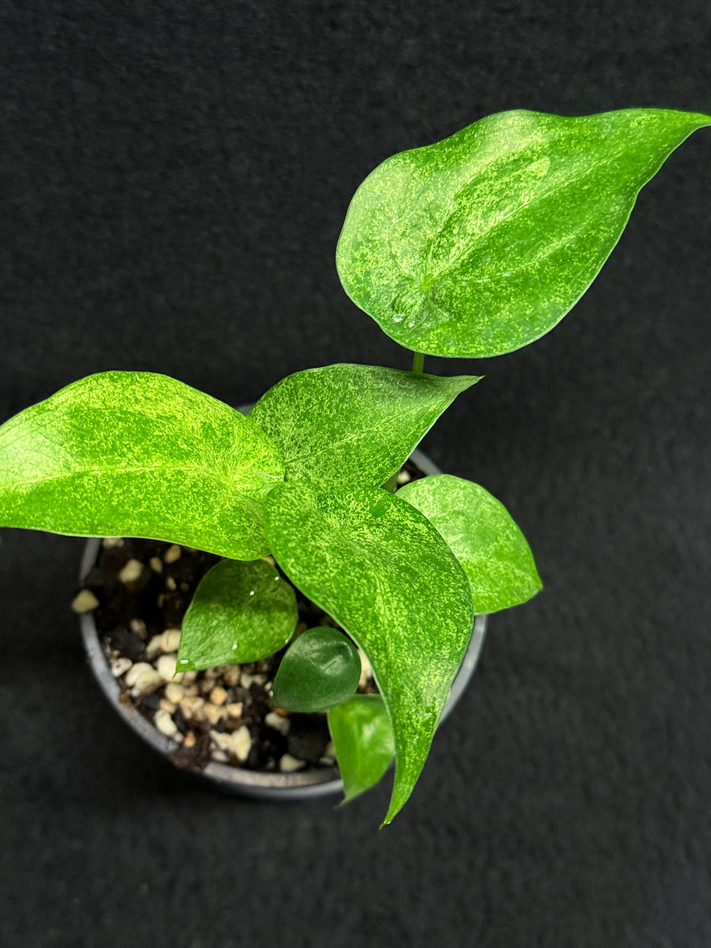 Alocasia Cucullata Mint Variegated (New Release) W15