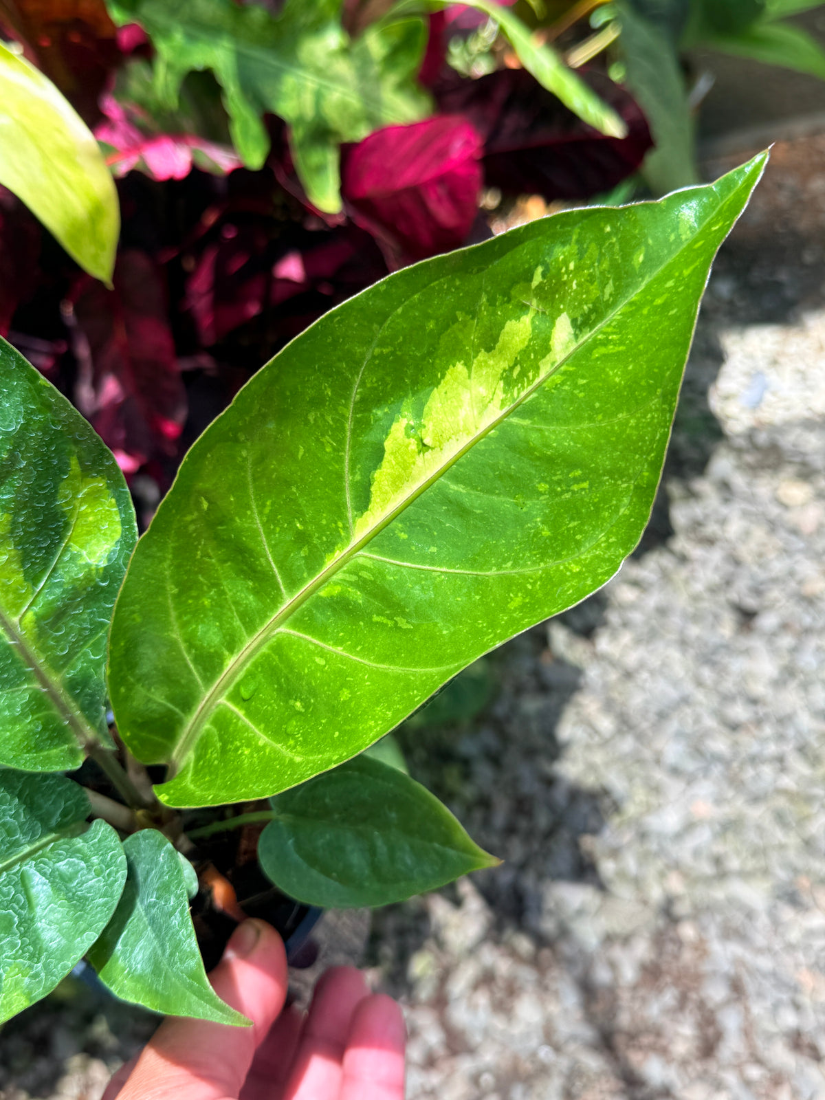 Anthurium Hookeri Variegata No.3 U25