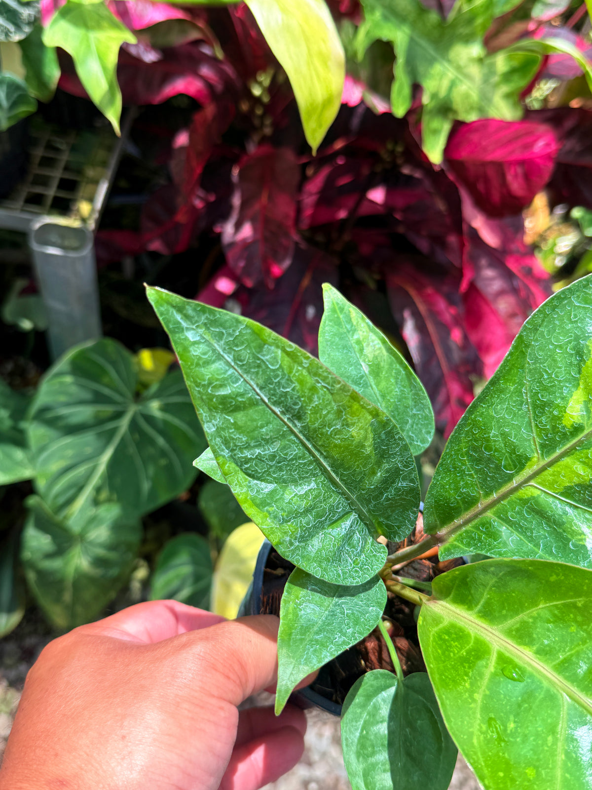 Anthurium Hookeri Variegata No.3 U25
