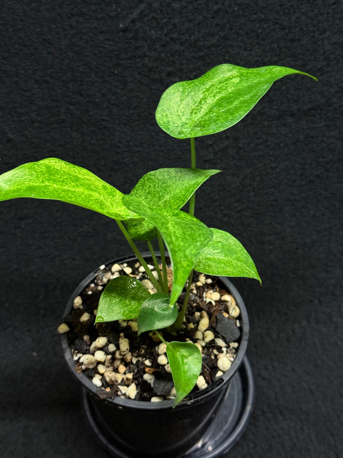 Alocasia Cucullata Mint Variegated (New Release) W15