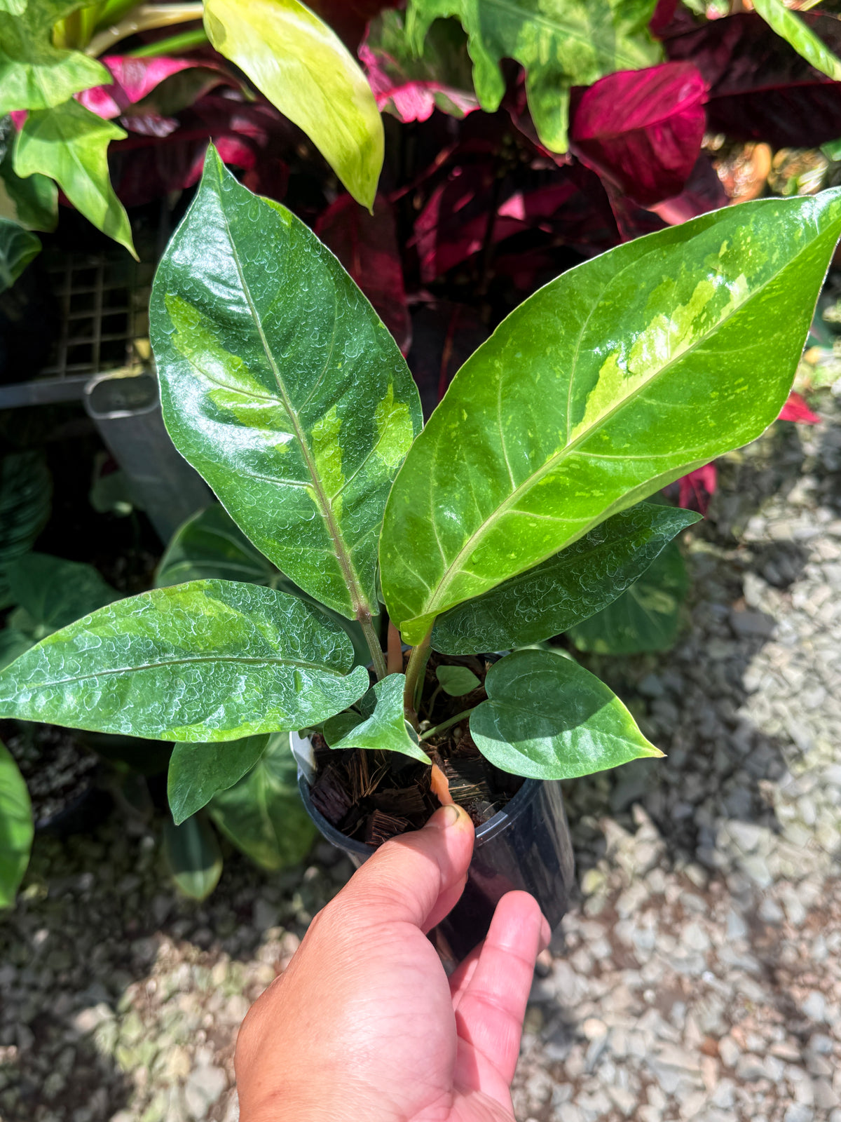 Anthurium Hookeri Variegata No.3 U25