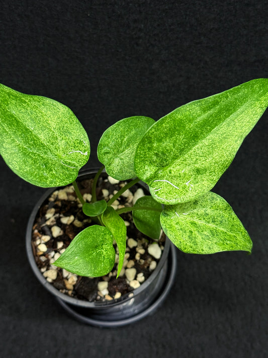 Alocasia Cucullata Mint Variegated (New Release) W14