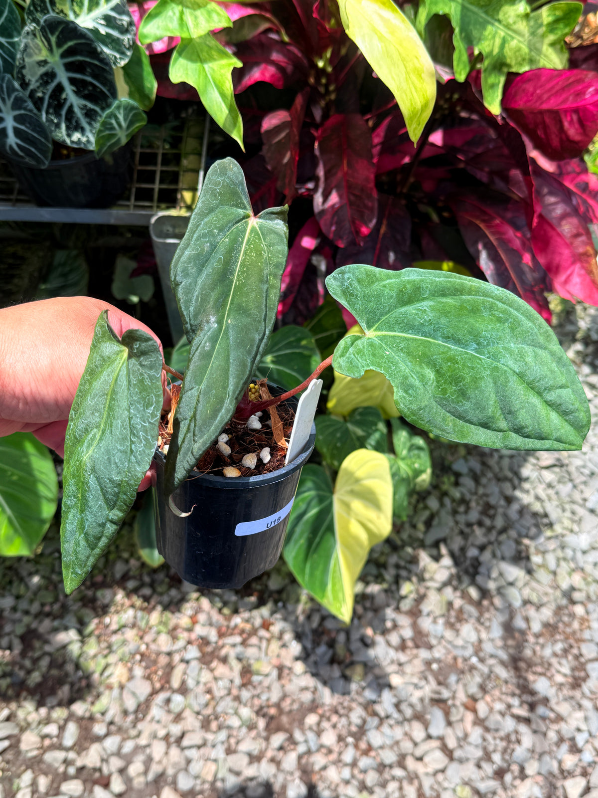 Anthurium Reverse Black Cherry x Papillilaminum x Dressleri LAS U19