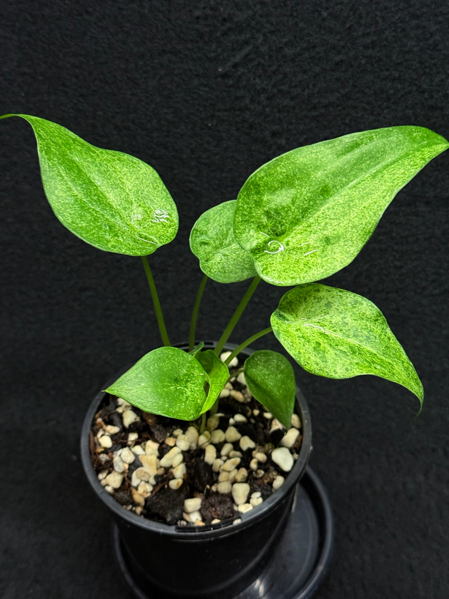 Alocasia Cucullata Mint Variegated (New Release) W14