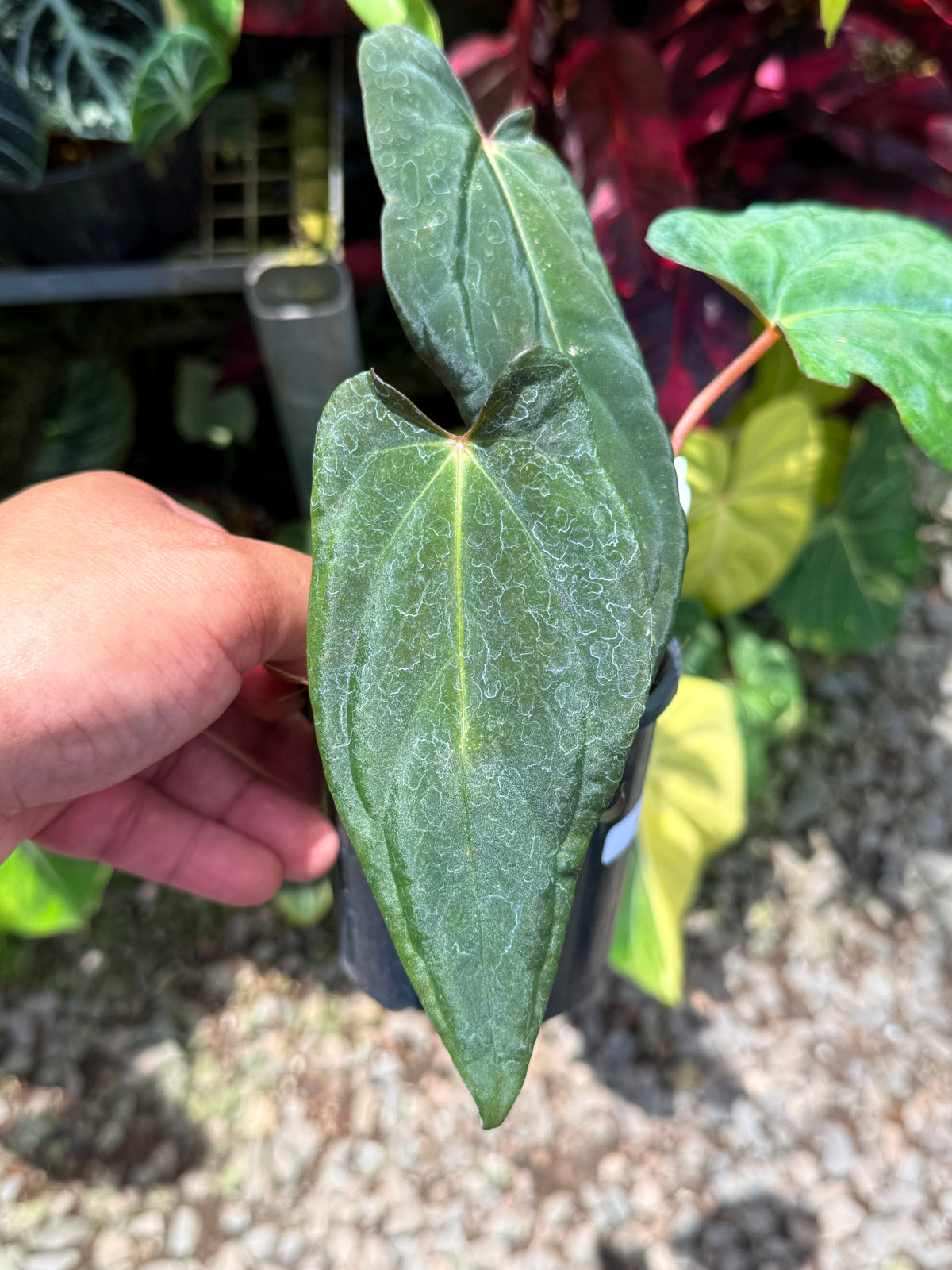 Anthurium Reverse Black Cherry x Papillilaminum x Dressleri LAS U19