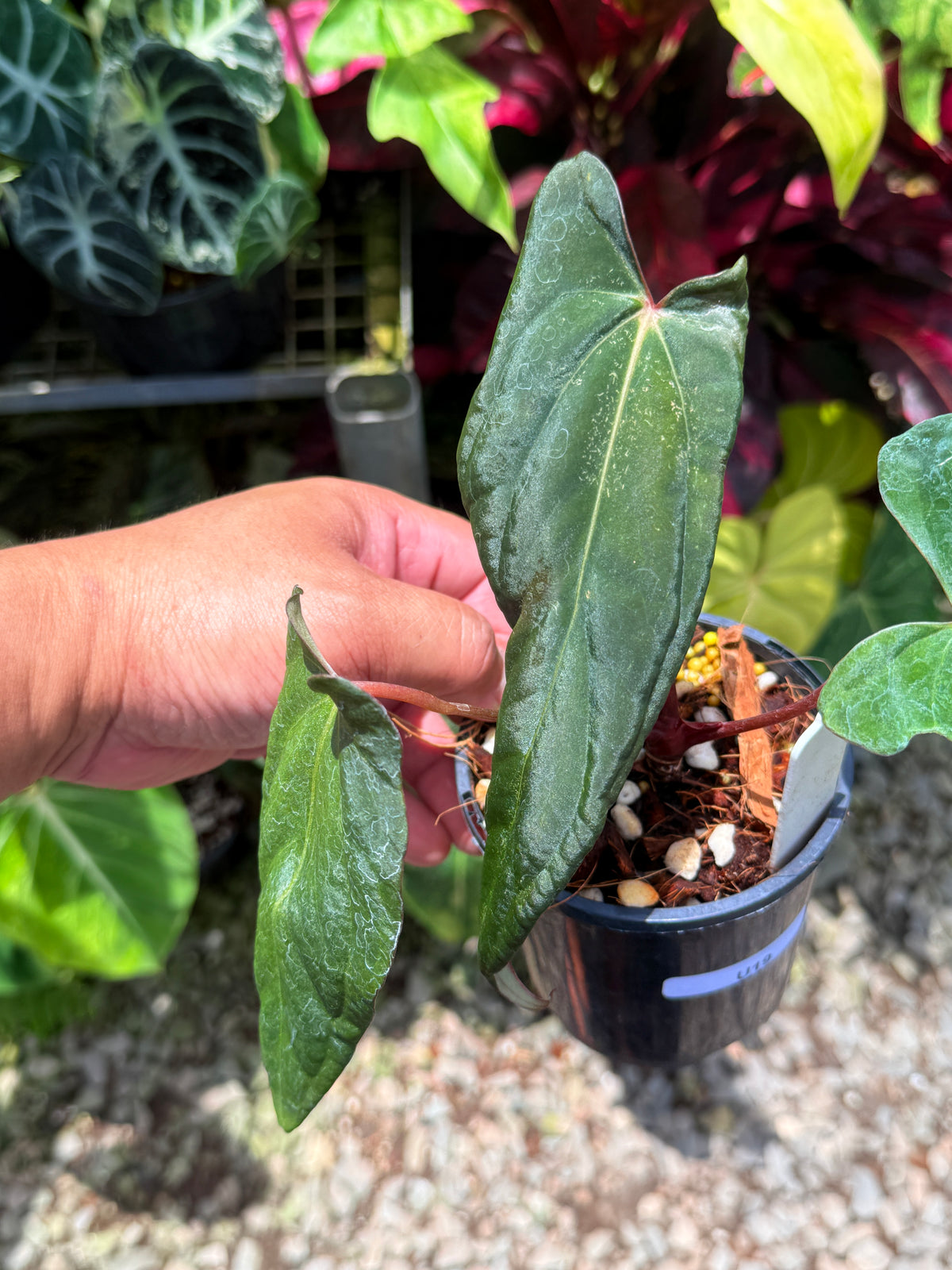 Anthurium Reverse Black Cherry x Papillilaminum x Dressleri LAS U19