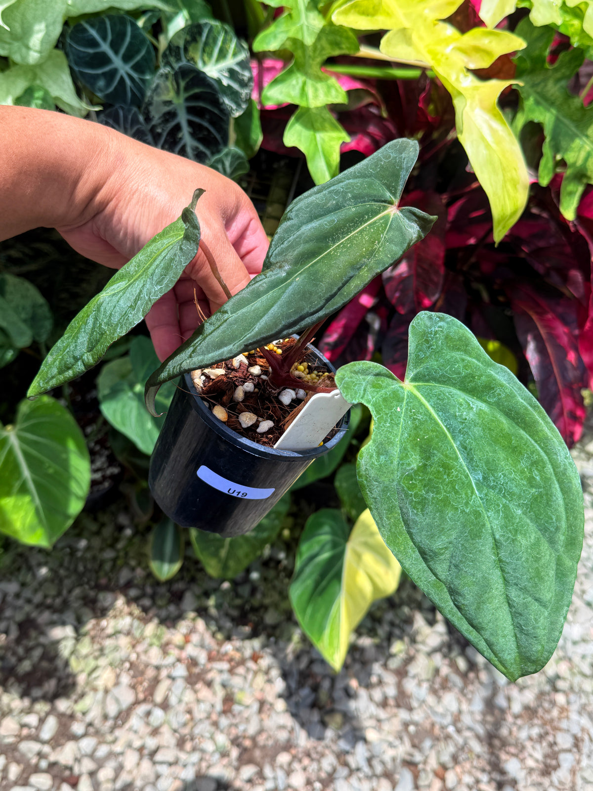 Anthurium Reverse Black Cherry x Papillilaminum x Dressleri LAS U19