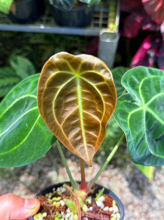 Anthurium crystallinum Hybird N53