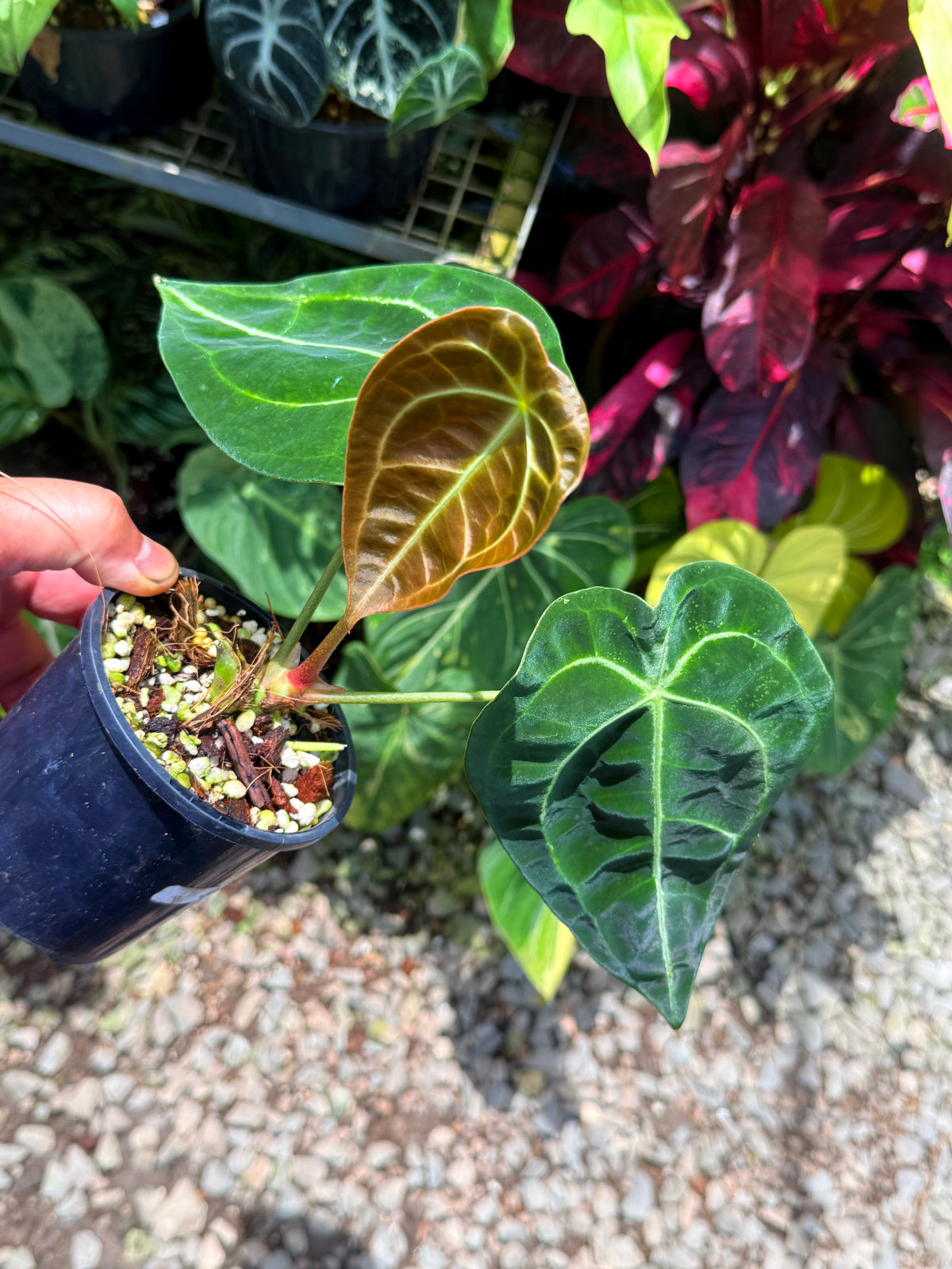 Anthurium crystallinum Hybird N53