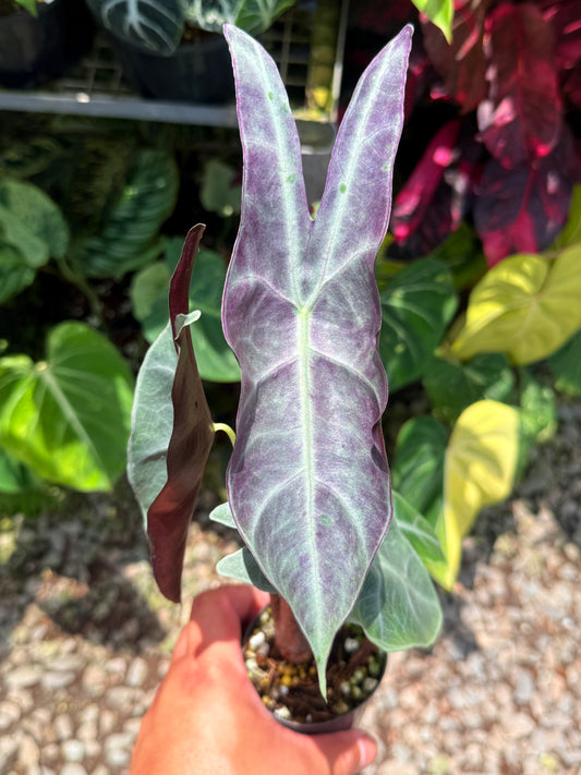 Alocasia 'Longiloba' J81