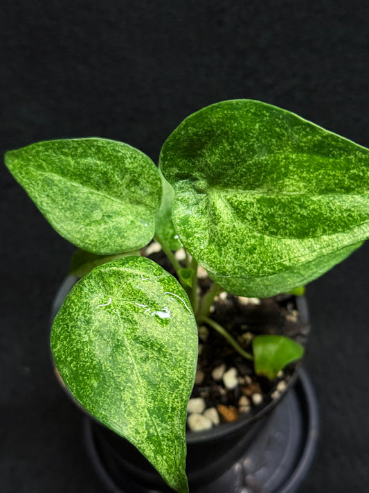 Alocasia Cucullata Mint Variegated (New Release) V52