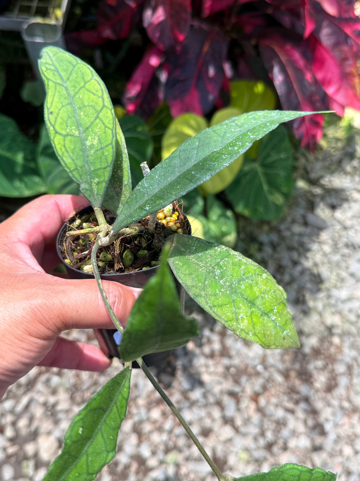 Hoya sp. Gunung Gading U47