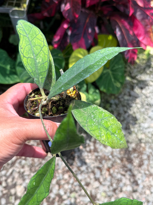 Hoya sp. Gunung Gading U47