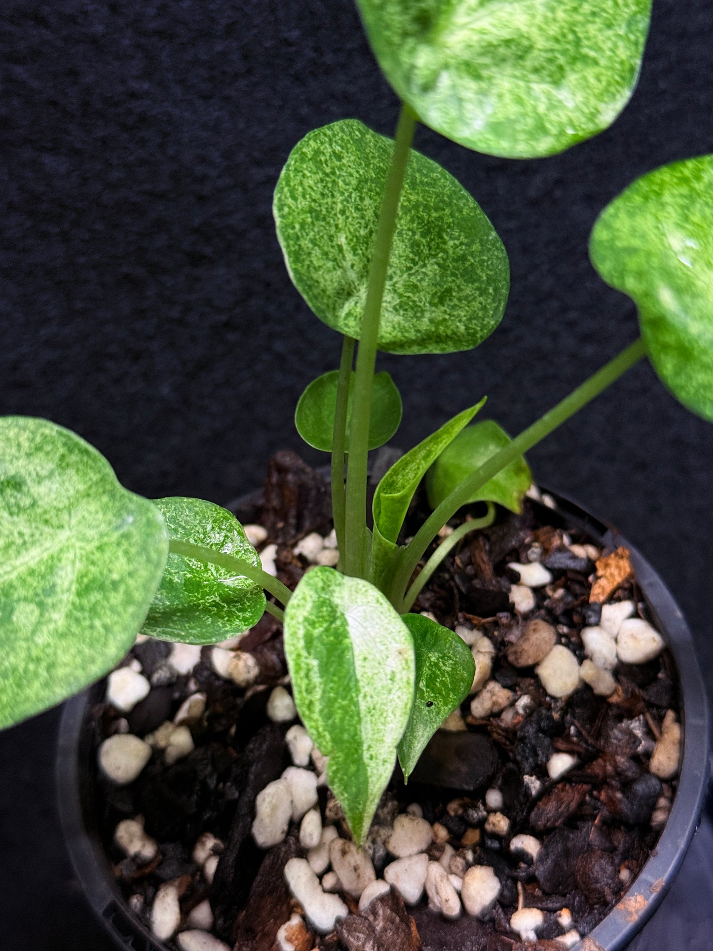 Alocasia Cucullata Mint Variegated (New Release) V52