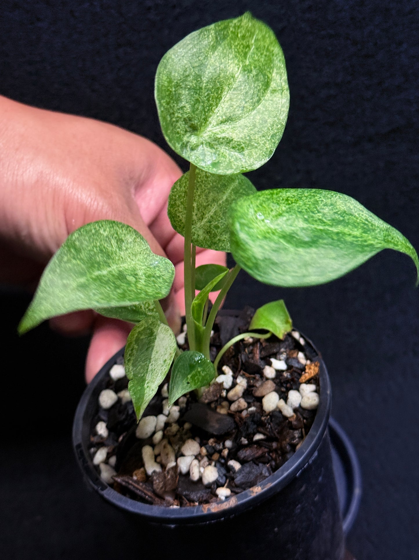 Alocasia Cucullata Mint Variegated (New Release) V52