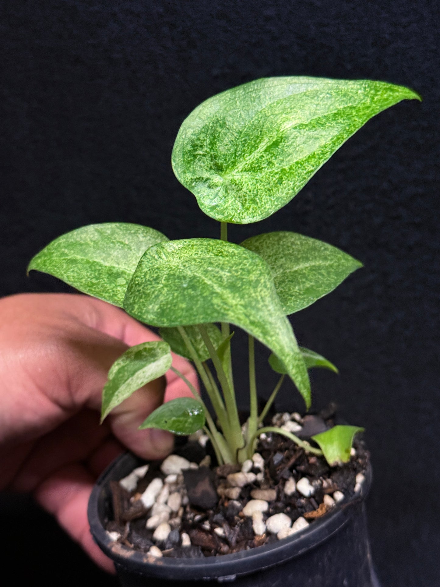 Alocasia Cucullata Mint Variegated (New Release) V52