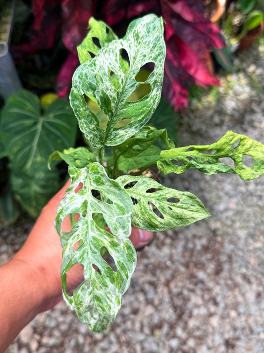 Monstera adansonii 'Mottled Mint' U38