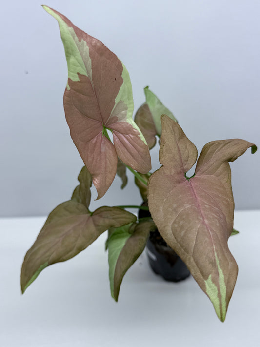 Syngonium Strawberry Milk NONTC U37 - Rarely Offered