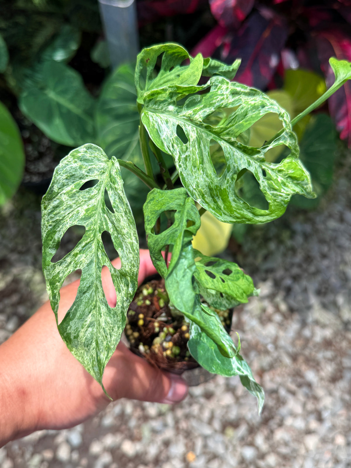 Monstera adansonii 'Mottled Mint' U37