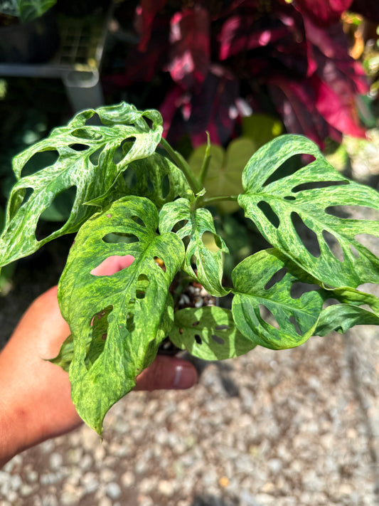 Monstera adansonii 'Mottled Mint' U39