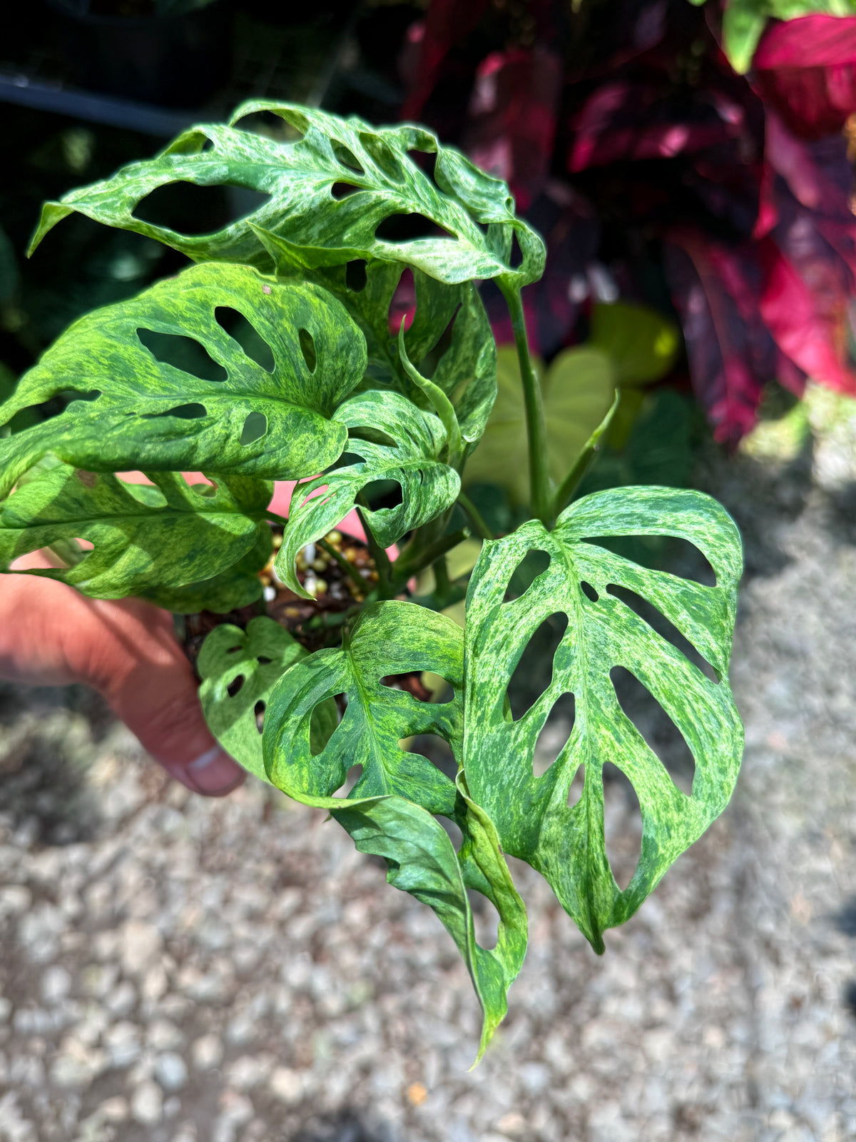 Monstera adansonii 'Mottled Mint' U39