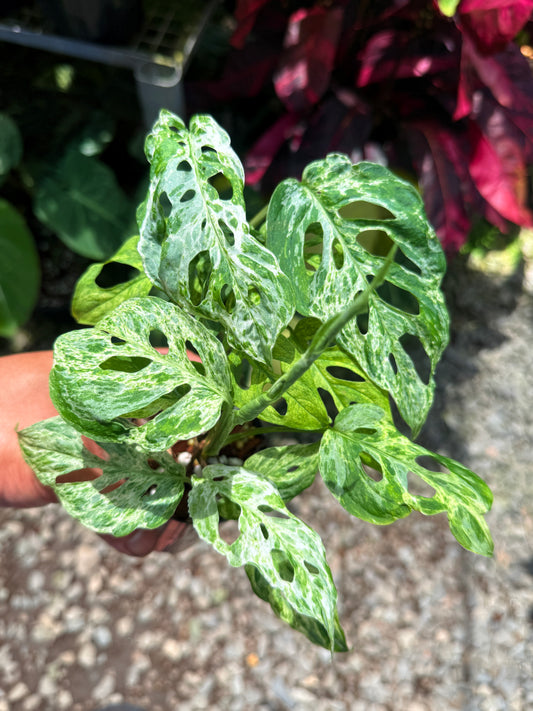 Monstera adansonii 'Mottled Mint' M17