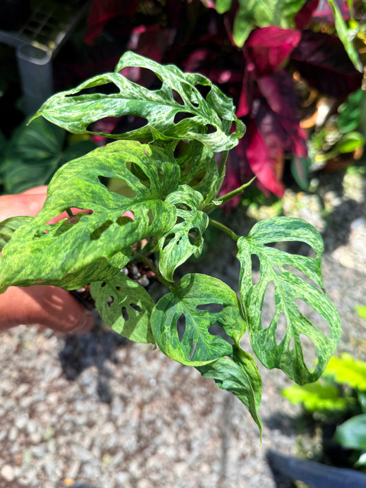 Monstera adansonii 'Mottled Mint' U39