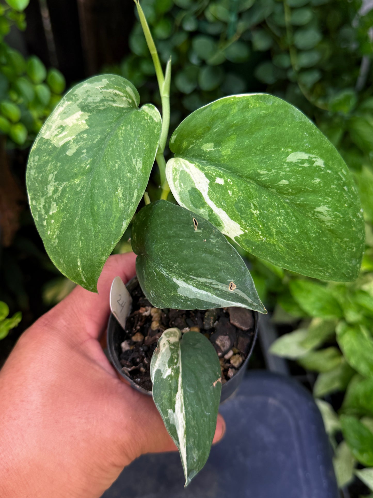 Scindapsus Silver Splash Variegated H36