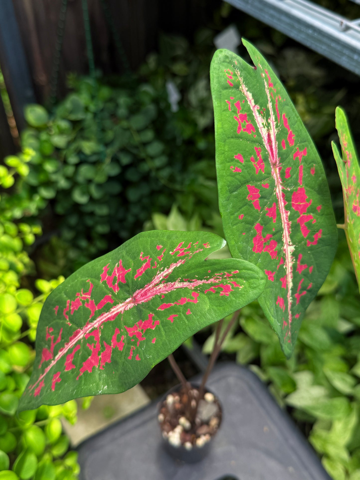 Caladium 'Picturatum' - Best Plant in Stock.