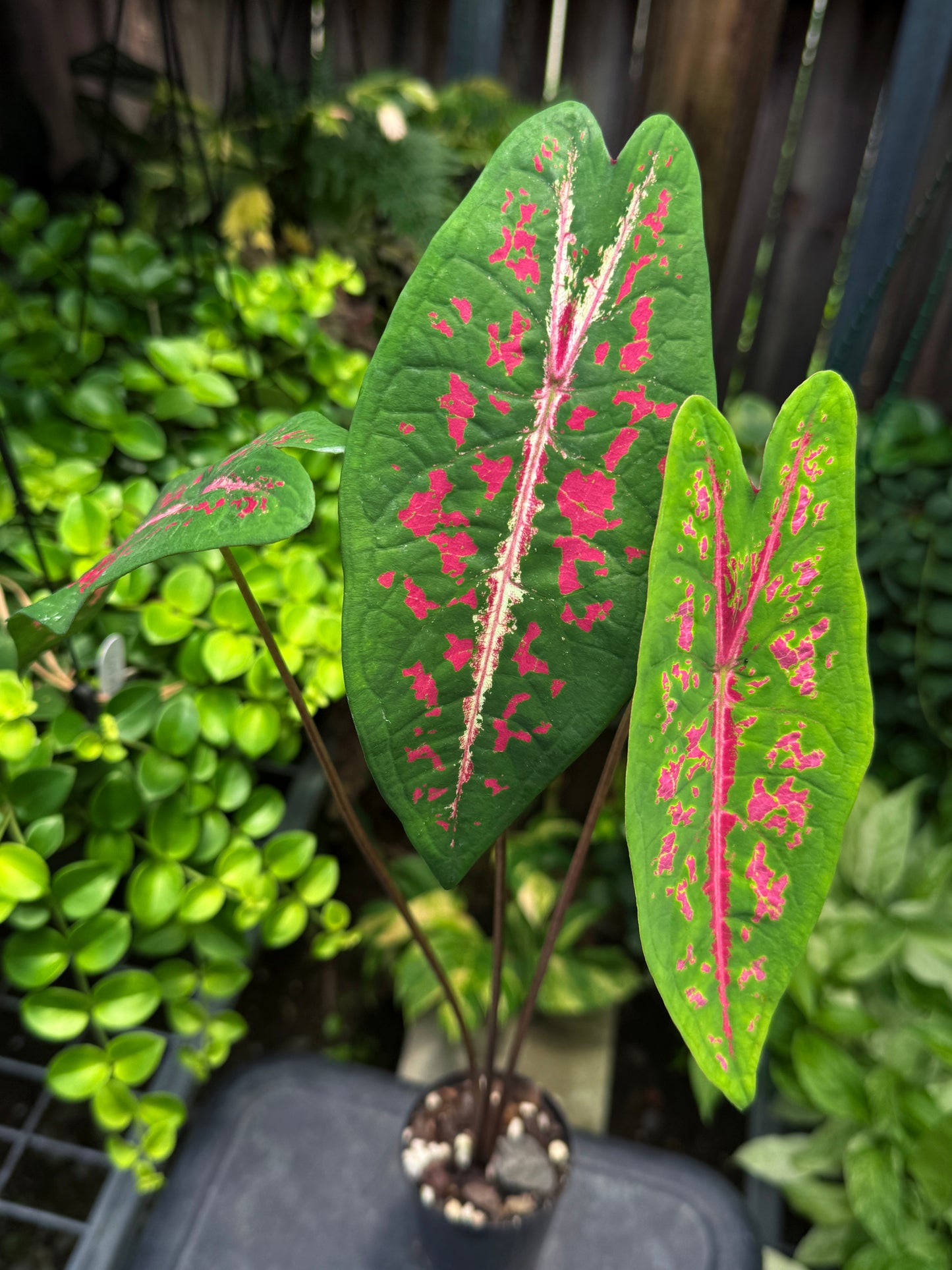 Caladium 'Picturatum' - Best Plant in Stock.