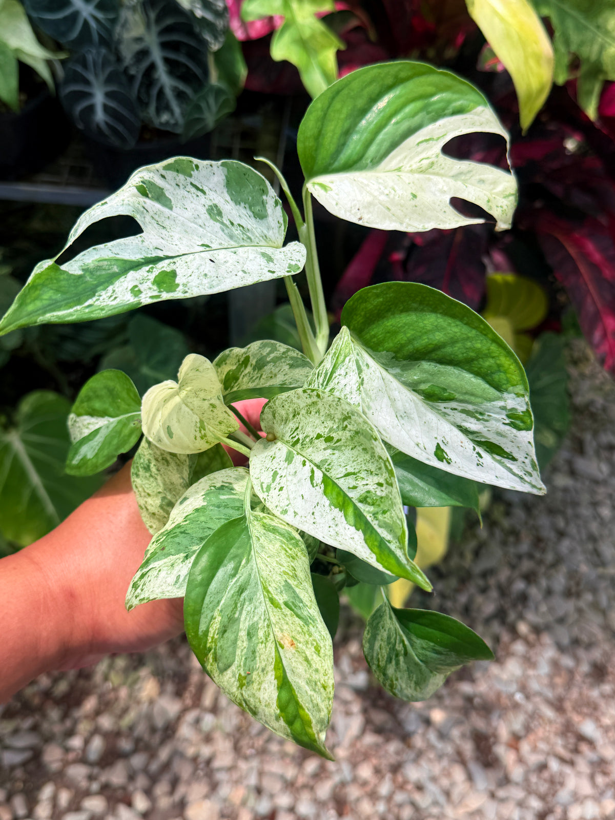 Epipremnum pinnatum 'Marble' U21
