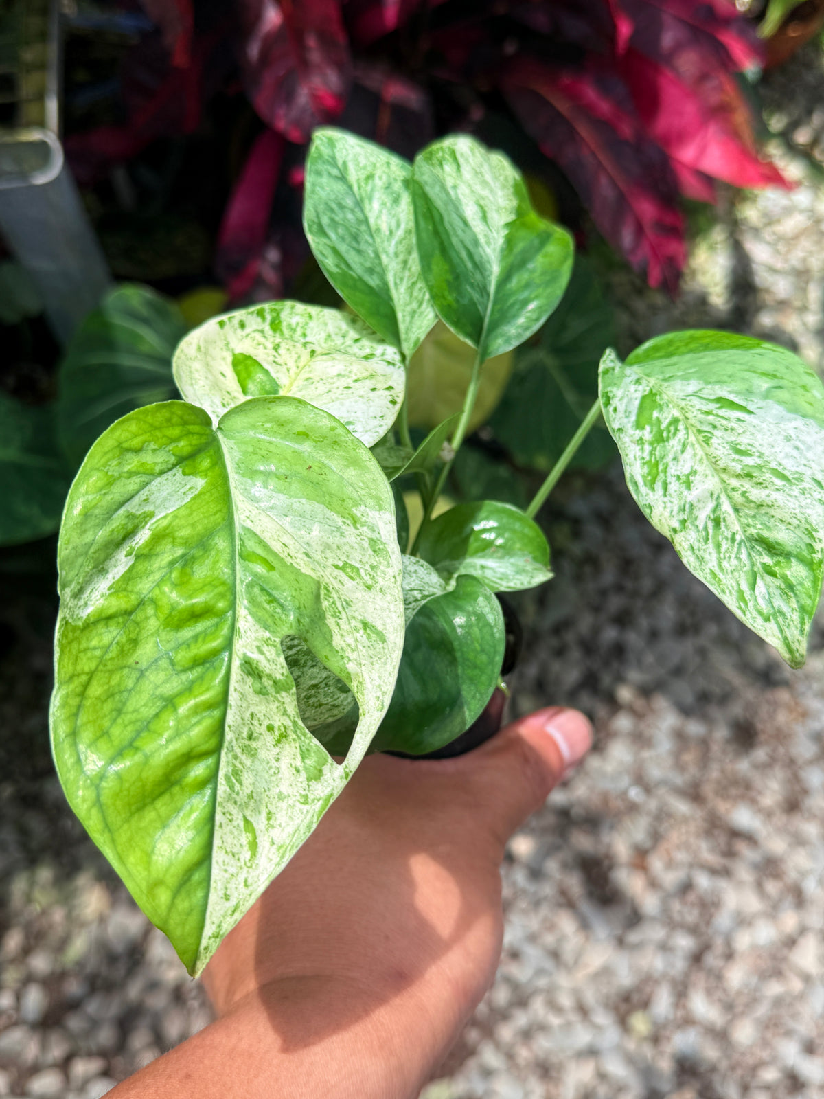Epipremnum pinnatum 'Marble' U22